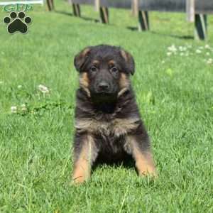 Bucky, German Shepherd Puppy
