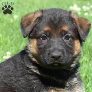 Bucky, German Shepherd Puppy