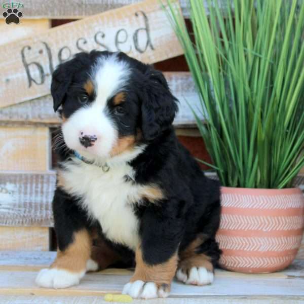 Buddy, Bernese Mountain Dog Puppy