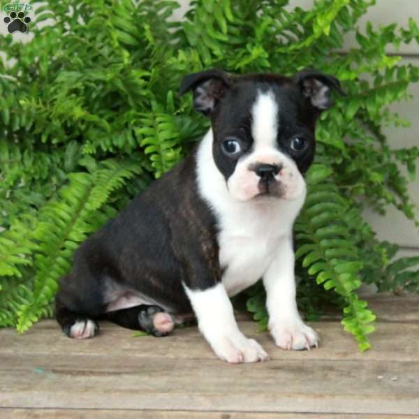 Buddy, Boston Terrier Puppy