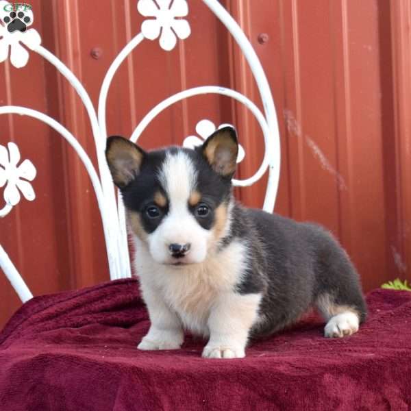Buddy, Pembroke Welsh Corgi Puppy