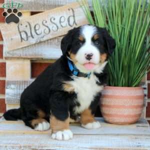 Buddy, Bernese Mountain Dog Puppy