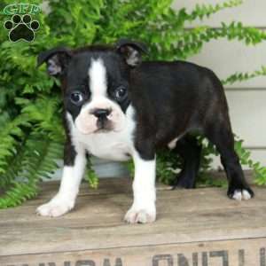 Buddy, Boston Terrier Puppy
