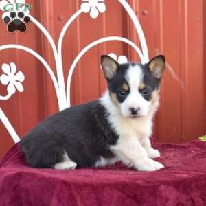 Buddy, Pembroke Welsh Corgi Puppy