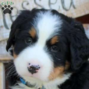 Buddy, Bernese Mountain Dog Puppy
