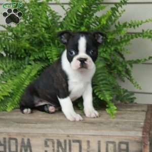 Buddy, Boston Terrier Puppy