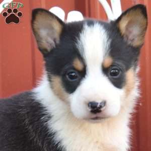 Buddy, Pembroke Welsh Corgi Puppy