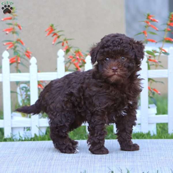 Buddy, Havapoo Puppy
