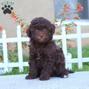 Buddy, Havapoo Puppy