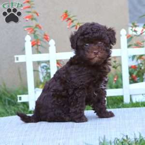 Buddy, Havapoo Puppy