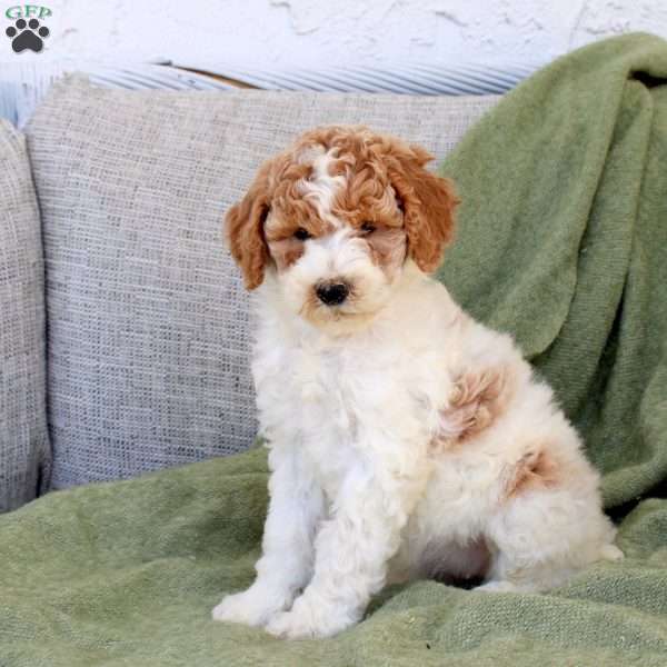 Bumble, Standard Poodle Puppy