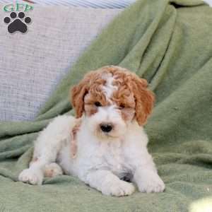 Bumble, Standard Poodle Puppy