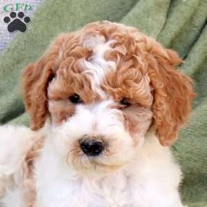Bumble, Standard Poodle Puppy