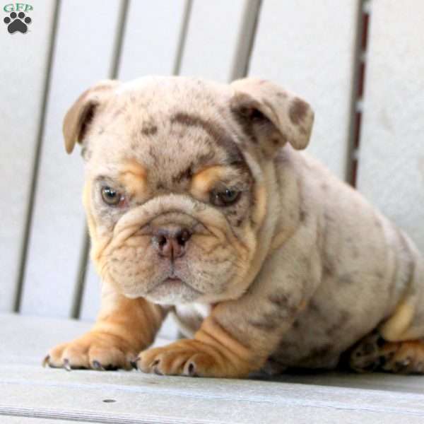 Buster, English Bulldog Puppy