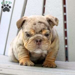 Buster, English Bulldog Puppy