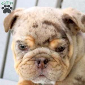 Buster, English Bulldog Puppy