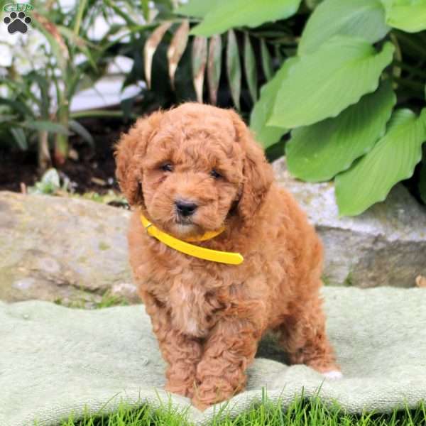 Buttercup, Mini Goldendoodle Puppy