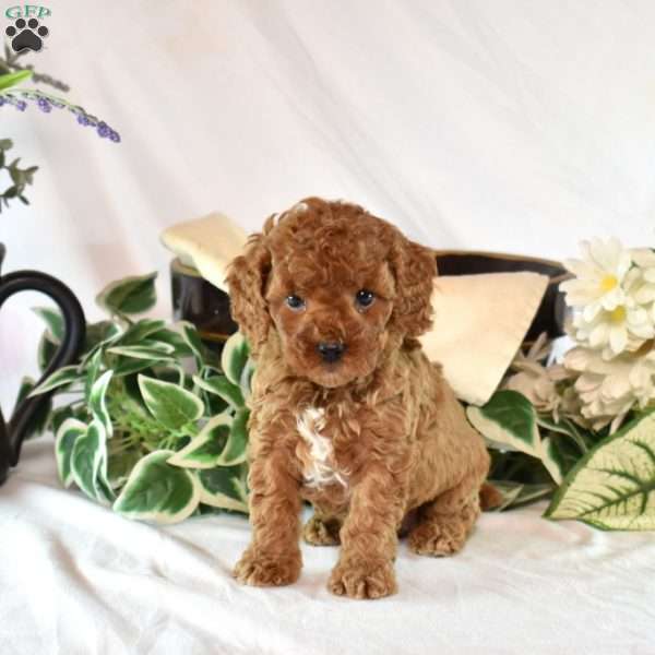Buttercup, Cavapoo Puppy