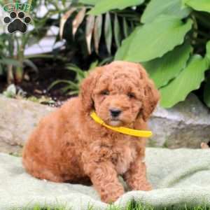 Buttercup, Mini Goldendoodle Puppy