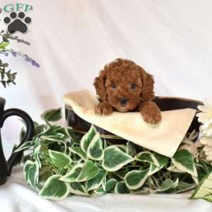Buttercup, Cavapoo Puppy