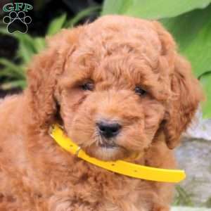 Buttercup, Mini Goldendoodle Puppy