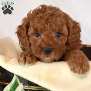 Buttercup, Cavapoo Puppy