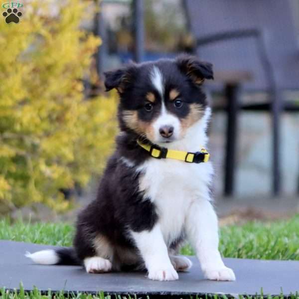Buttercup, Sheltie Puppy