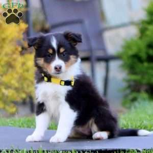 Buttercup, Sheltie Puppy