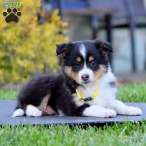 Buttercup, Sheltie Puppy