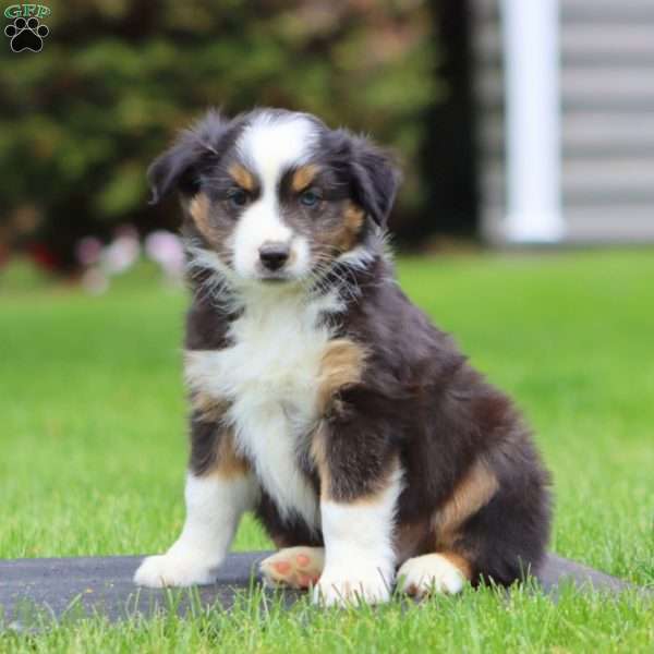 Buttercup, Miniature Australian Shepherd Puppy