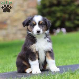 Buttercup, Miniature Australian Shepherd Puppy