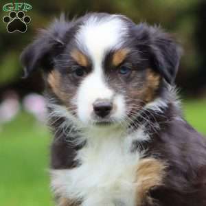Buttercup, Miniature Australian Shepherd Puppy