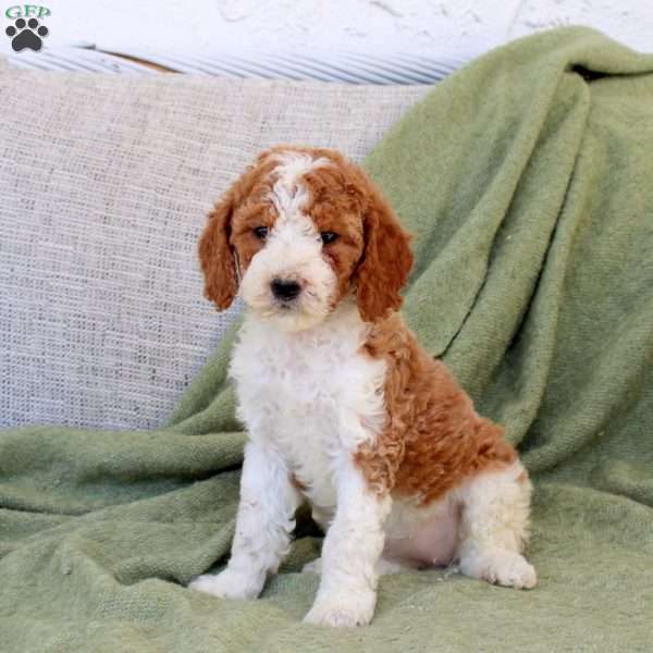 Button, Standard Poodle Puppy