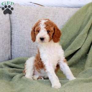 Button, Standard Poodle Puppy