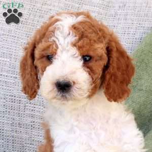 Button, Standard Poodle Puppy