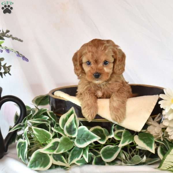 Button, Cavapoo Puppy