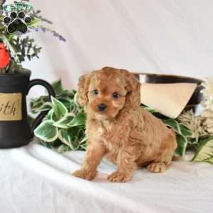 Button, Cavapoo Puppy