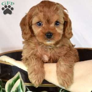 Button, Cavapoo Puppy