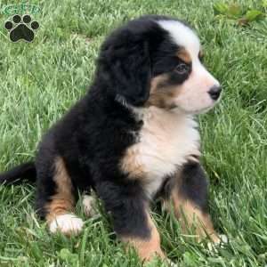 Comanche, Bernese Mountain Dog Puppy