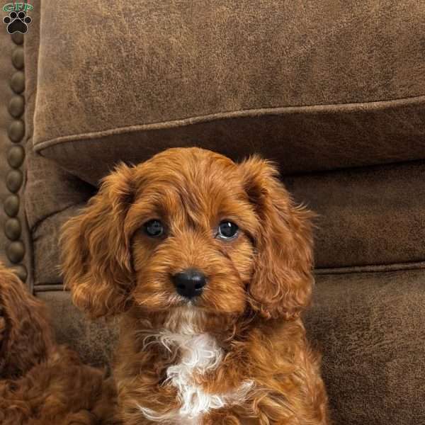 Sienna, Cavapoo Puppy