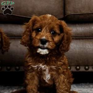 Rowan, Cavapoo Puppy