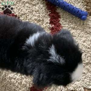 Comanche, Bernese Mountain Dog Puppy