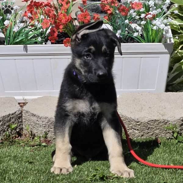 Winter, German Shepherd Puppy