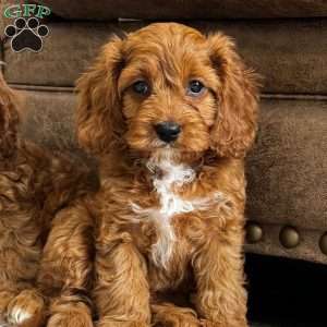 Sienna, Cavapoo Puppy