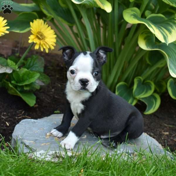 Caesar, Boston Terrier Puppy