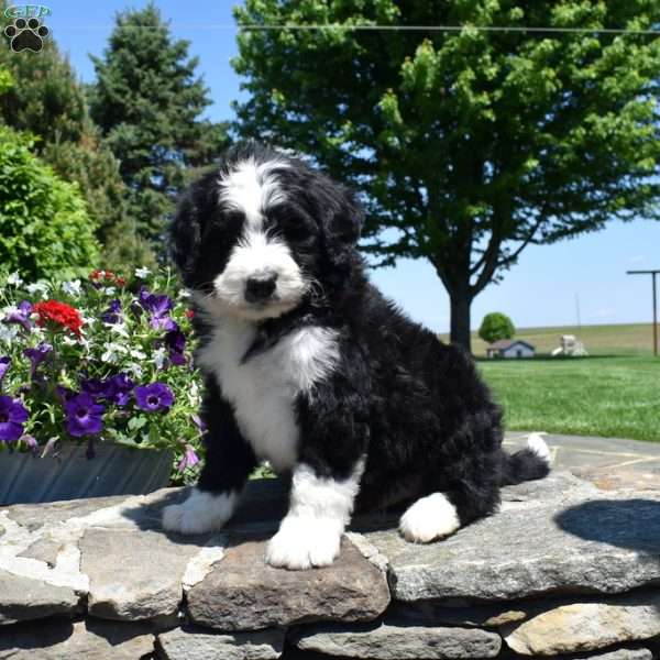 Caesar, Bernedoodle Puppy