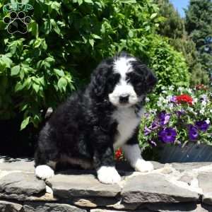 Caesar, Bernedoodle Puppy