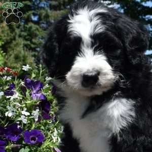 Caesar, Bernedoodle Puppy