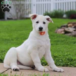 Callie, German Shepherd Puppy