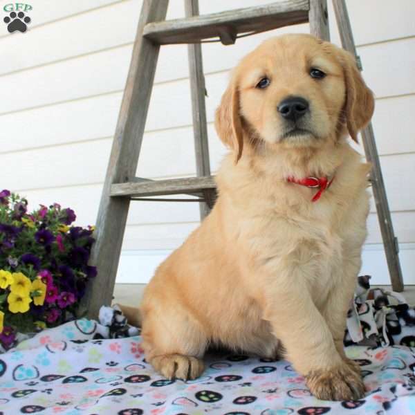 Callie, Golden Retriever Puppy
